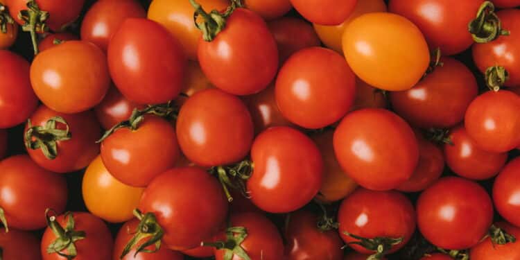 Tomate_1738184857456-750x375-1